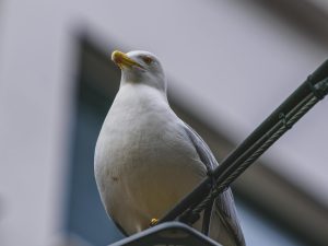 The Importance of Being Aware of Local Wildlife Safety