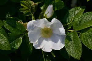 Simple Methods for Dealing with Subpoenas and Legal Demands